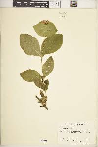 Lonicera dioica image