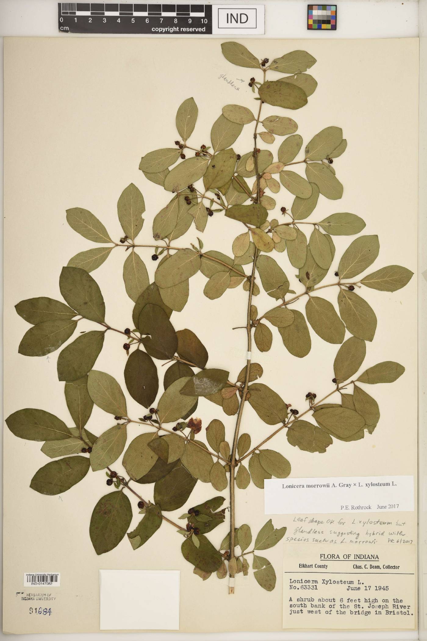 Lonicera F1 hybrid image