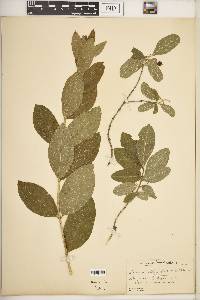 Lonicera oblongifolia image