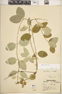 Lonicera reticulata image