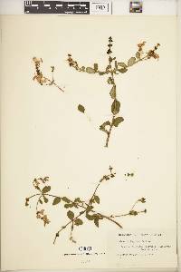 Lonicera subspicata image