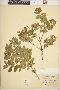 Lonicera tatarica image