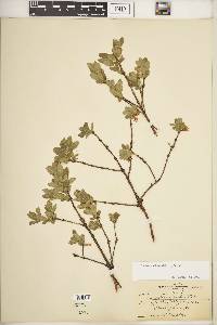 Lonicera villosa image