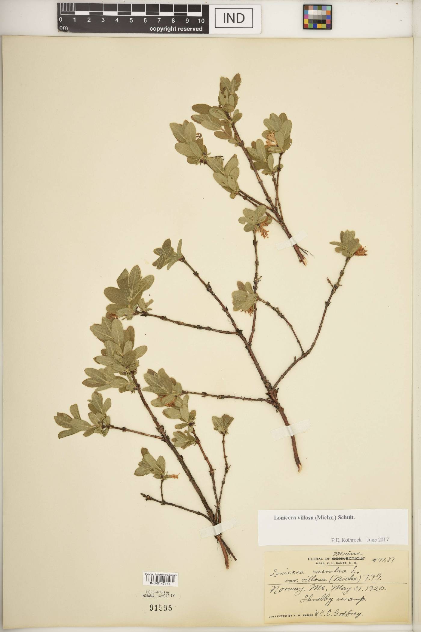 Lonicera villosa image