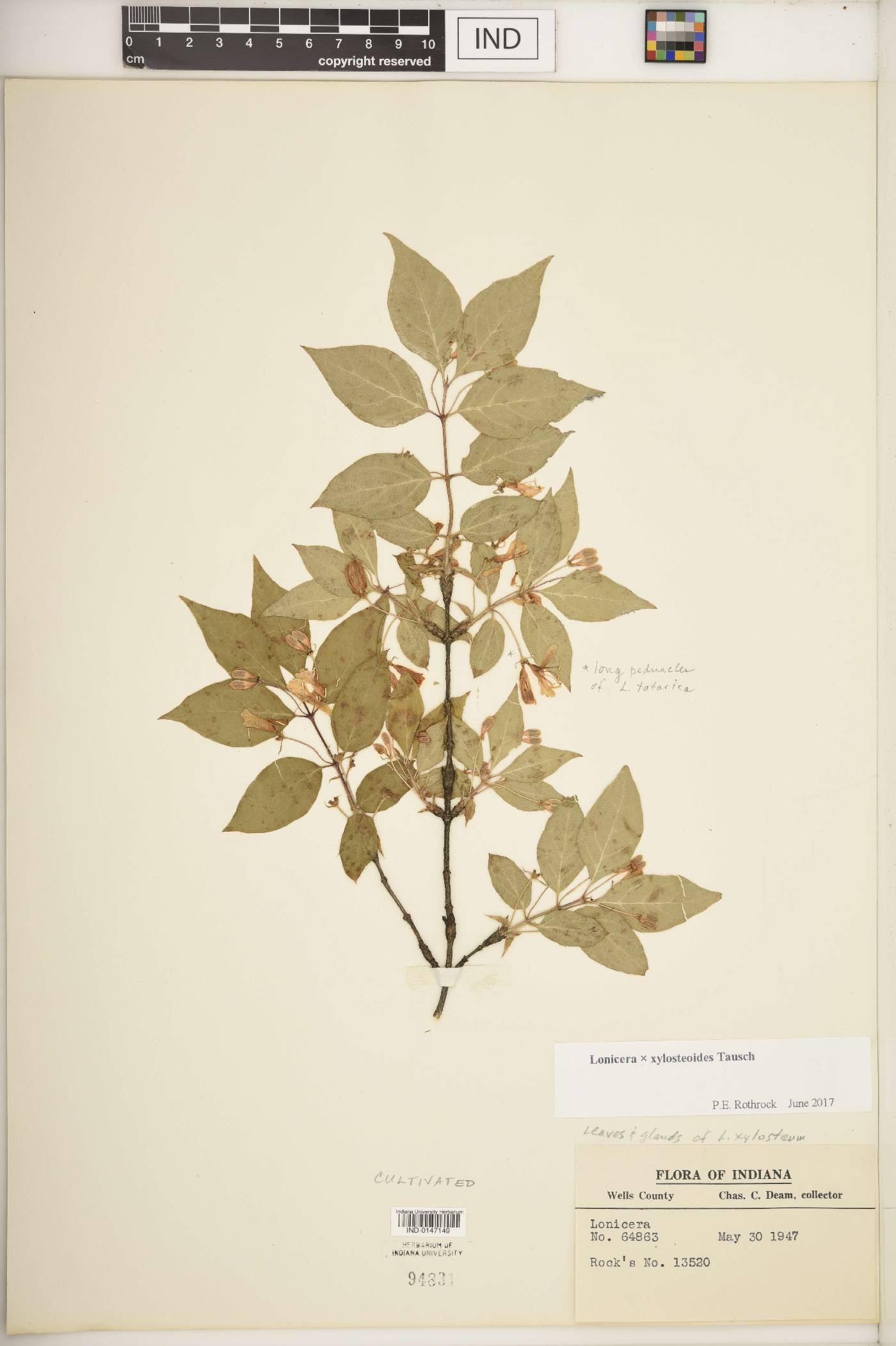 Lonicera × xylosteoides image