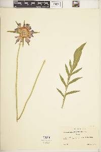 Scabiosa caucasica image