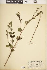 Symphoricarpos orbiculatus image