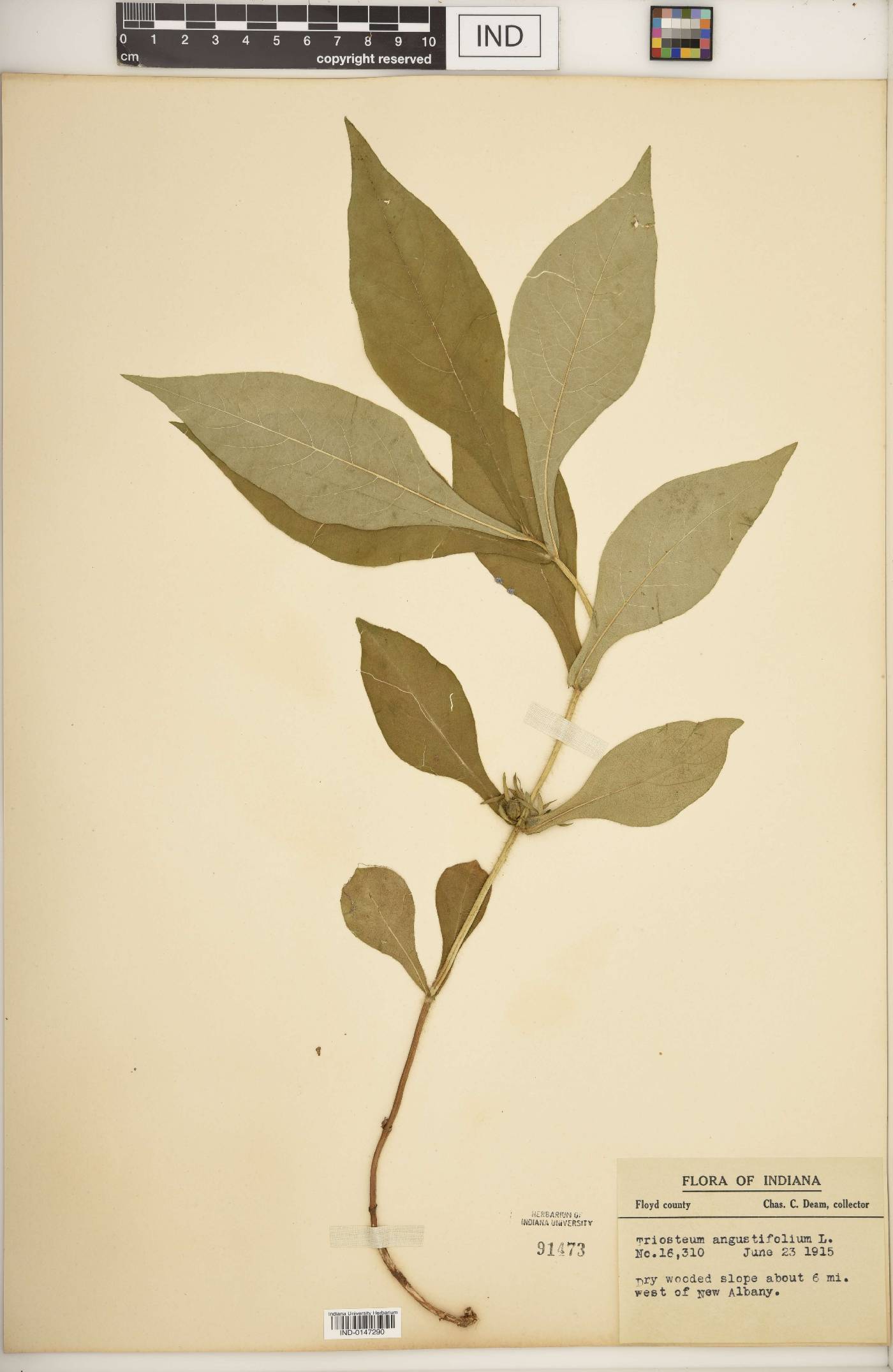 Triosteum angustifolium image