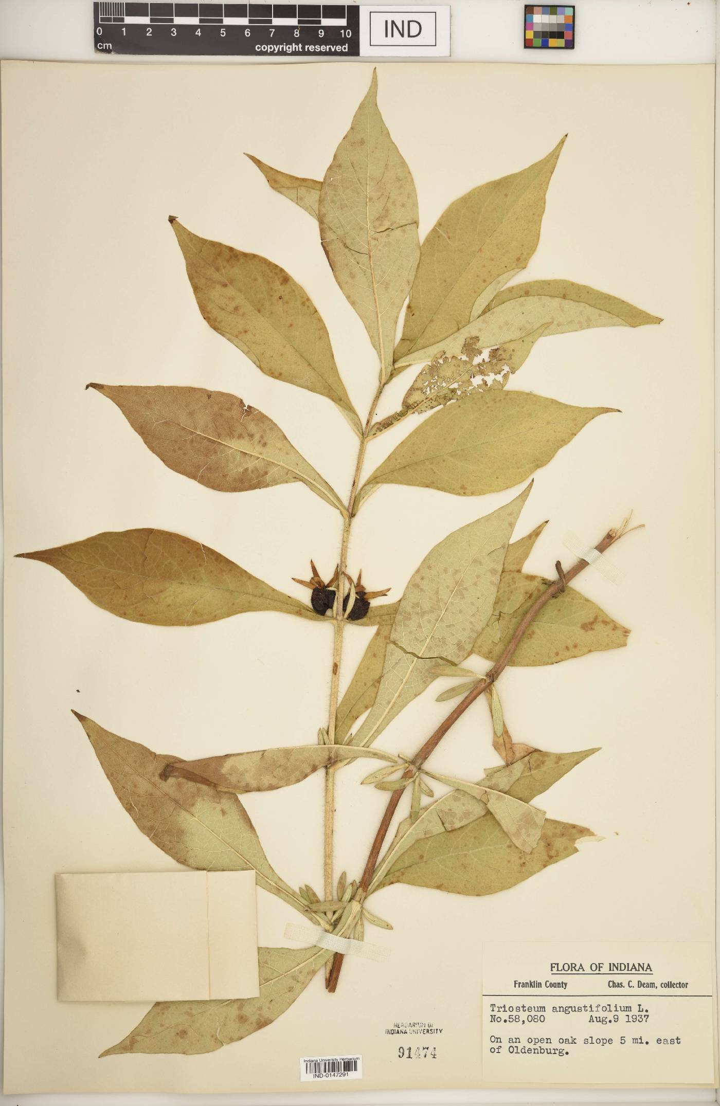 Triosteum angustifolium image