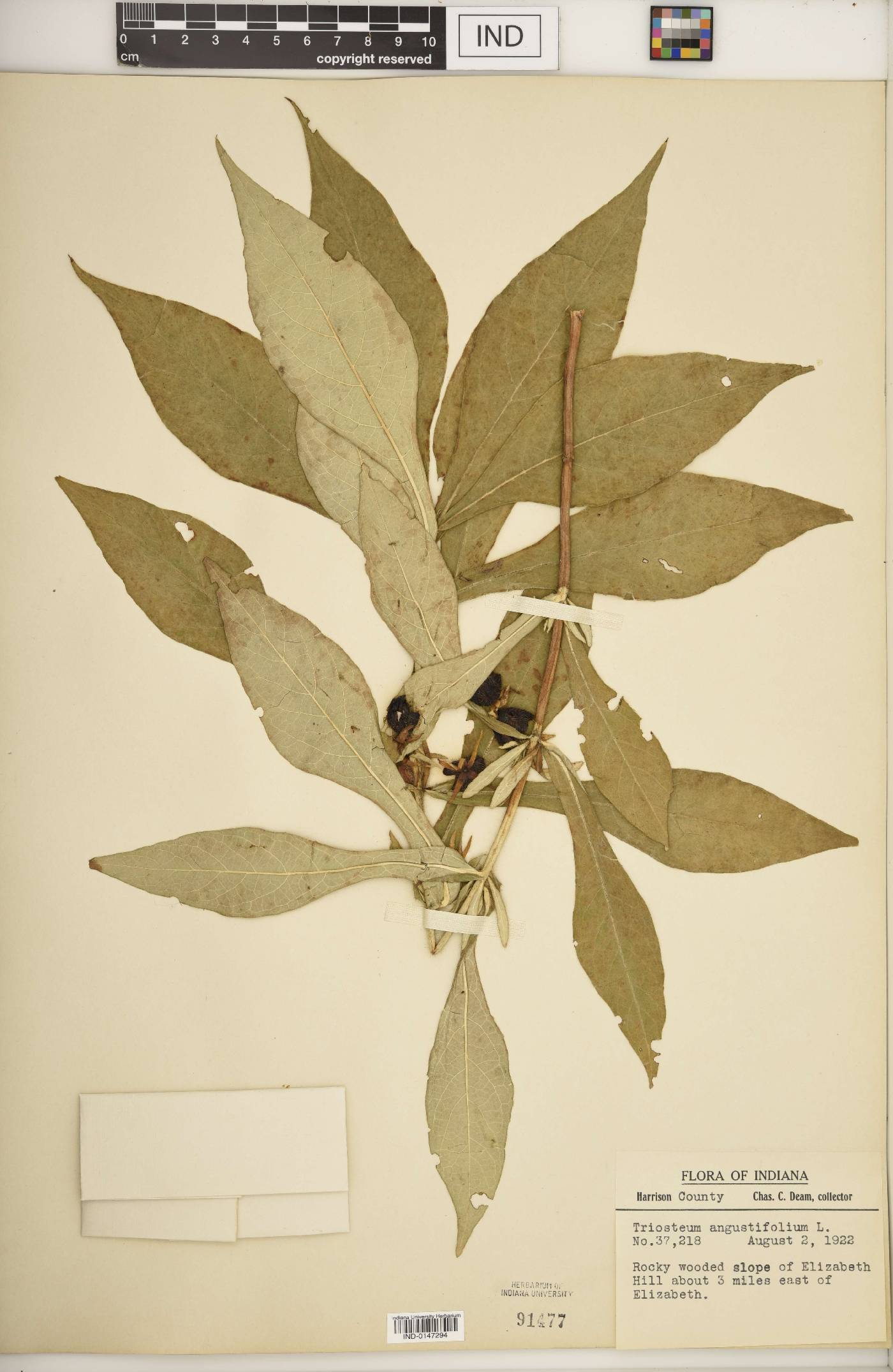 Triosteum angustifolium image