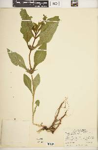 Triosteum aurantiacum var. glaucescens image