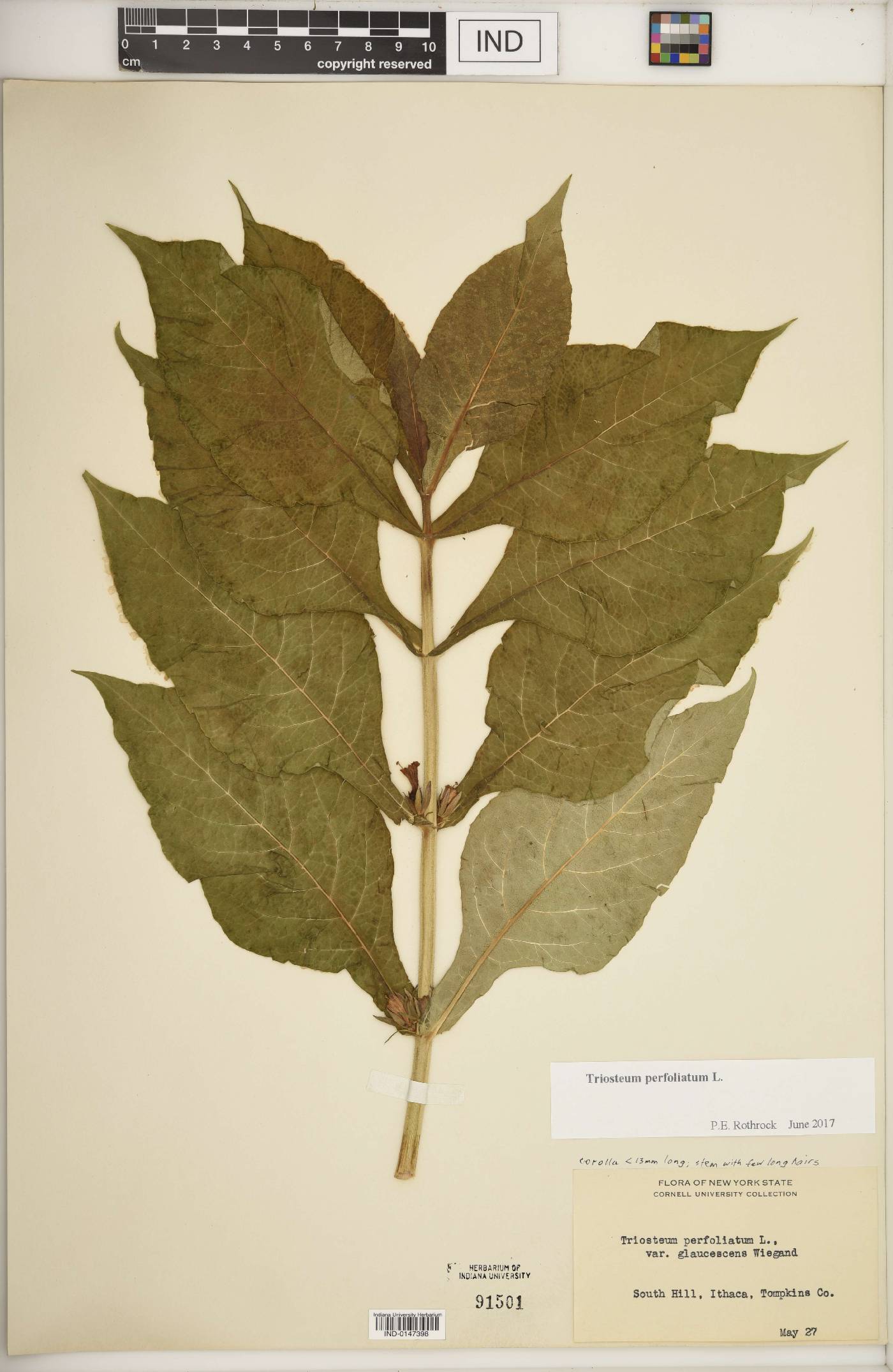 Triosteum perfoliatum var. glaucescens image