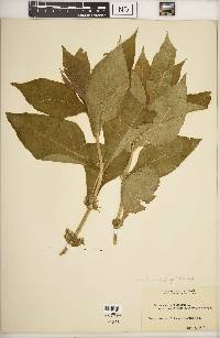 Triosteum perfoliatum var. aurantiacum image