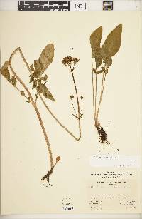 Valeriana dioica image