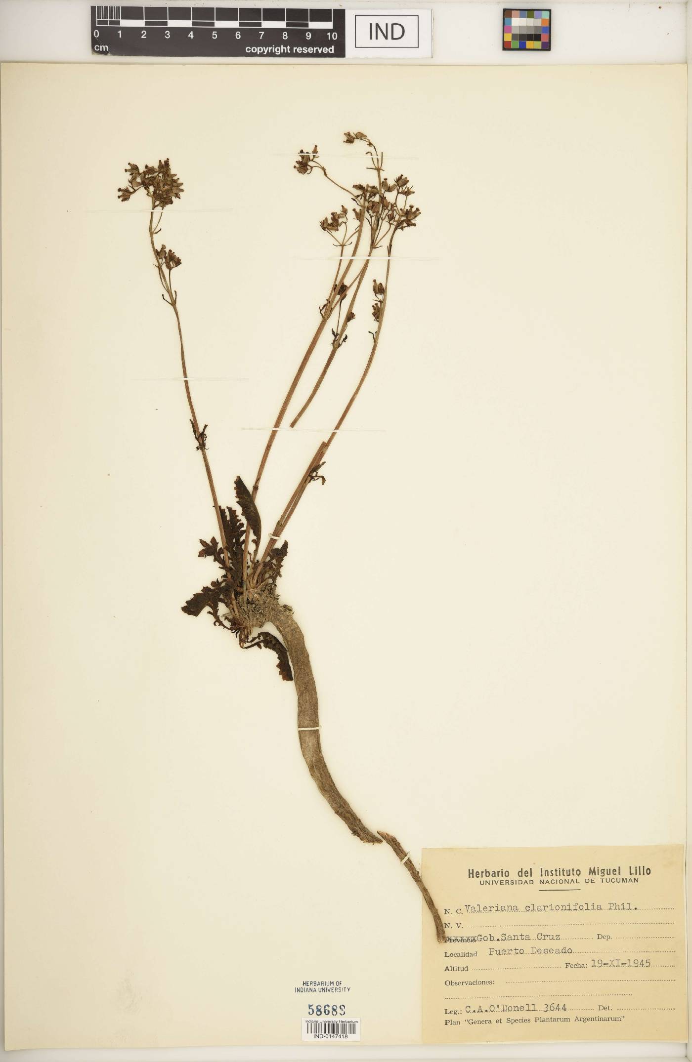 Valeriana clarionifolia image