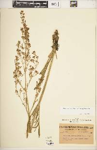 Valeriana edulis image