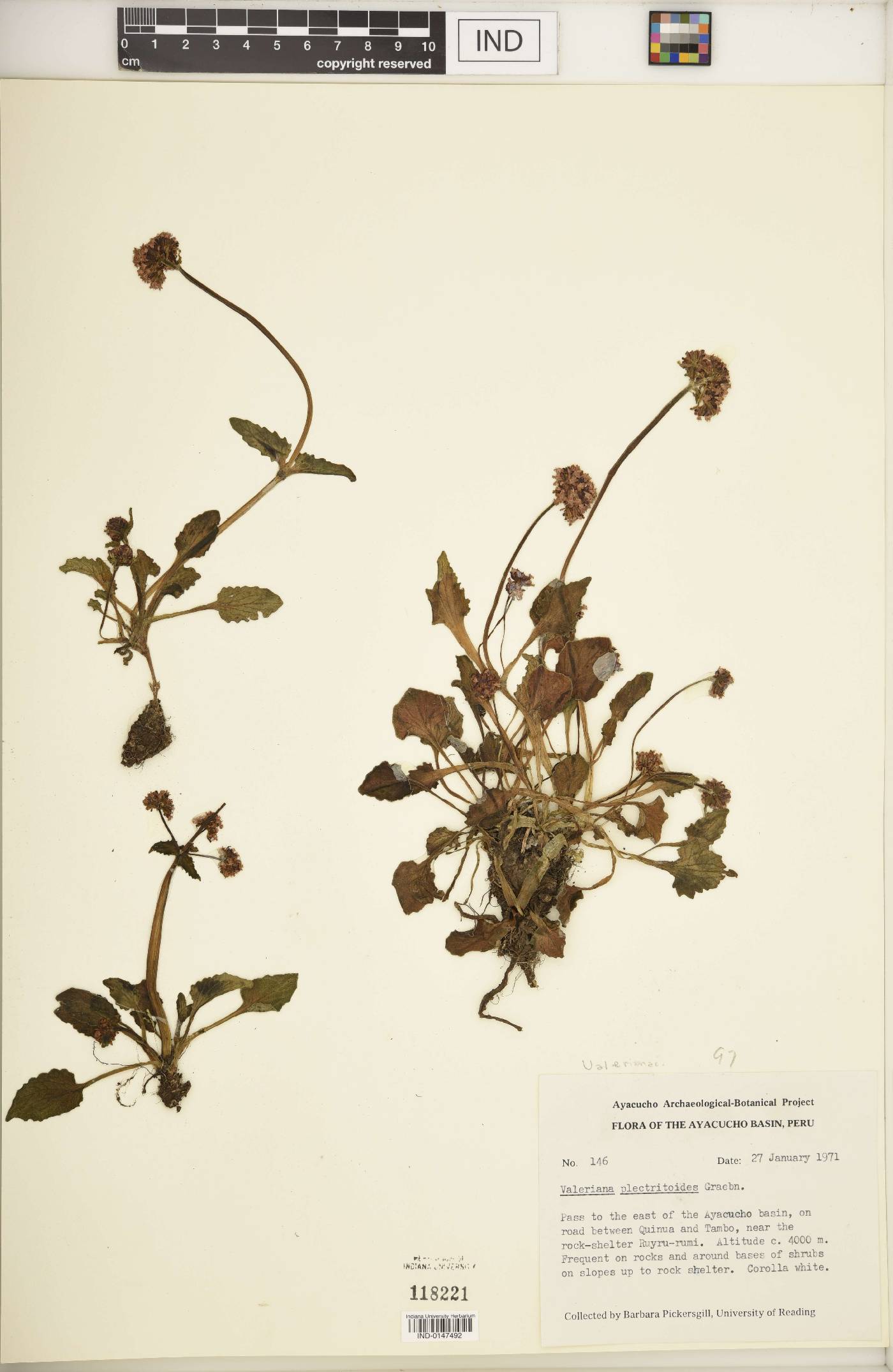 Valeriana plectritoides image