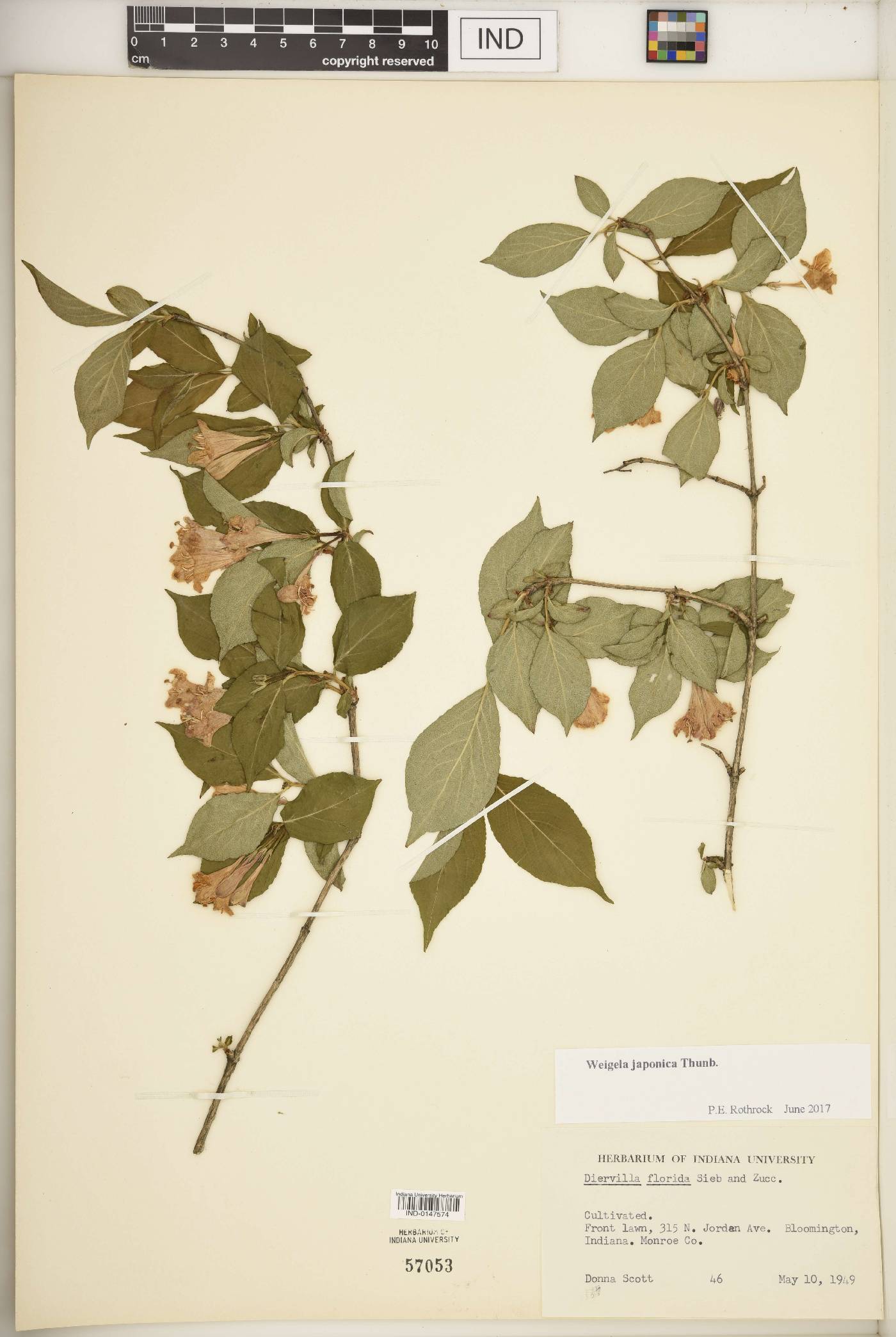 Weigela japonica image