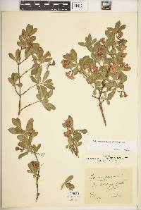 Lonicera pyrenaica image