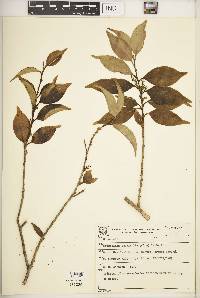 Griselinia ruscifolia image