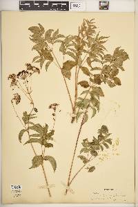 Aralia hispida image