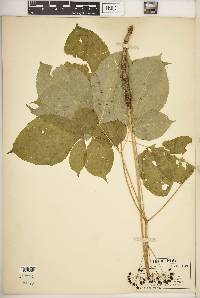 Aralia nudicaulis image