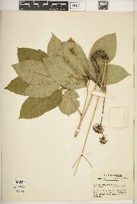 Aralia nudicaulis image