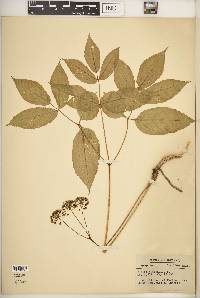 Aralia nudicaulis image