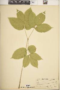 Aralia nudicaulis image