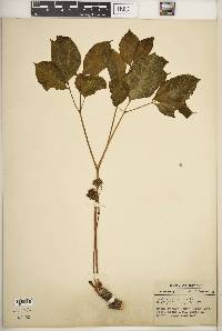 Aralia nudicaulis image