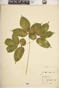 Aralia nudicaulis image