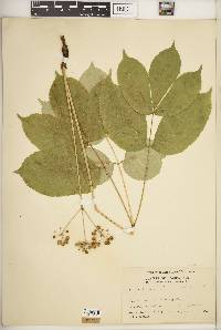 Aralia nudicaulis image