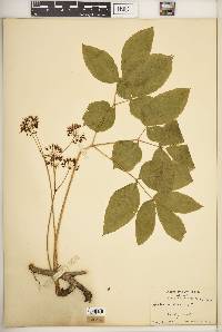 Aralia nudicaulis image