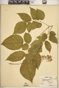 Aralia racemosa image