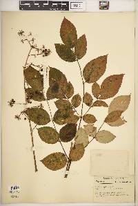 Aralia spinosa image