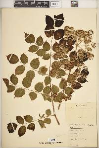 Aralia spinosa image