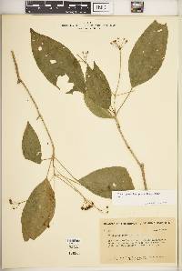 Dendropanax leptopodus image