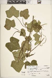 Hedera helix image