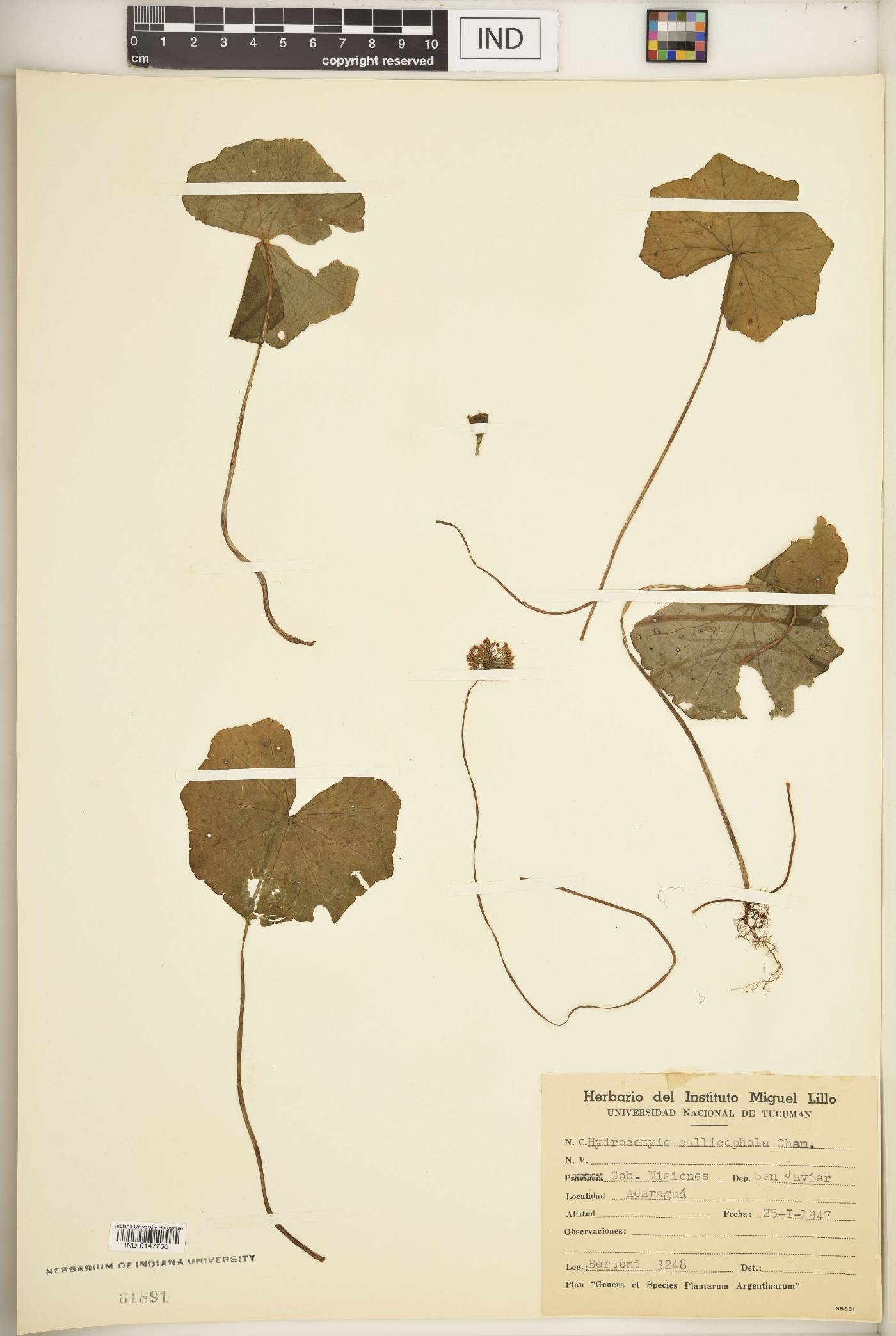 Hydrocotyle callicephala image