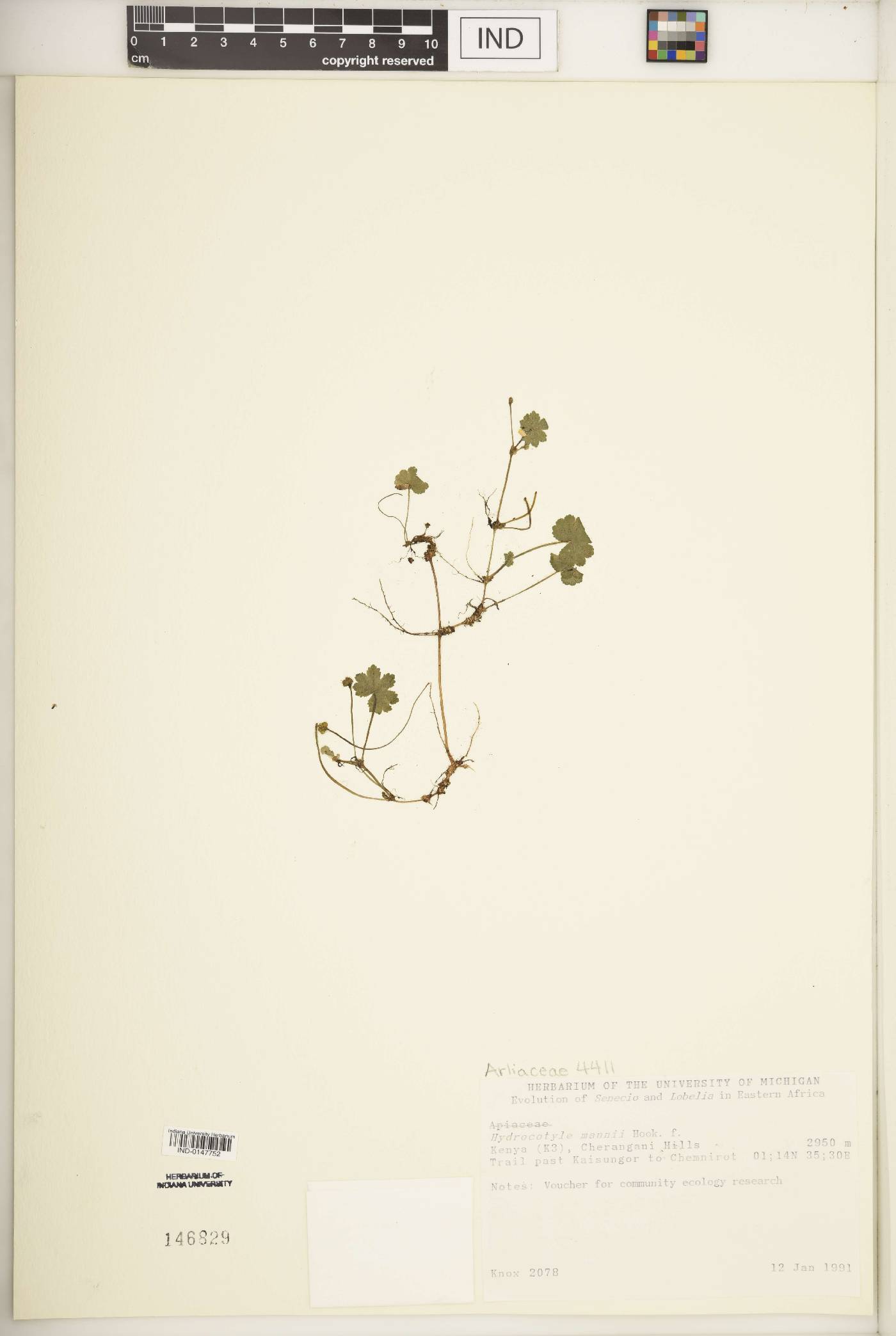 Hydrocotyle mannii image