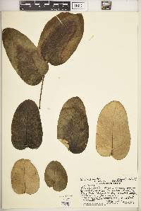 Media resource of Munroidendron racemosum