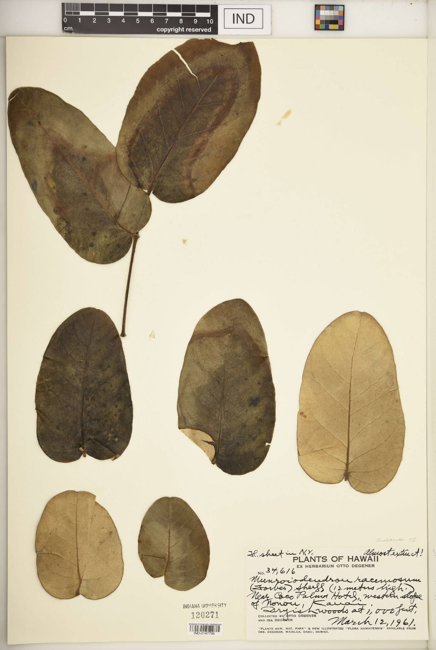 Munroidendron image