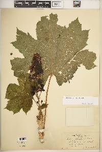 Oplopanax horridus image