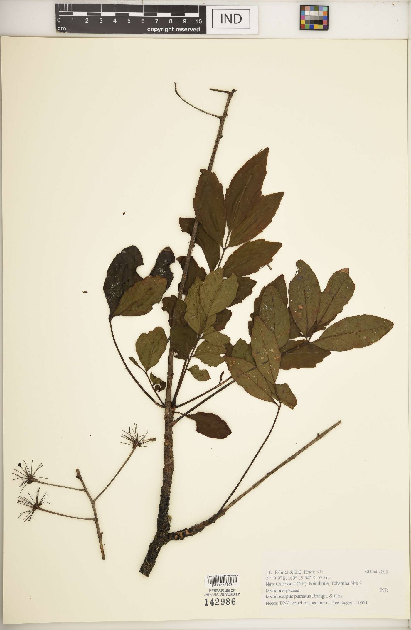 Myodocarpus pinnatus image