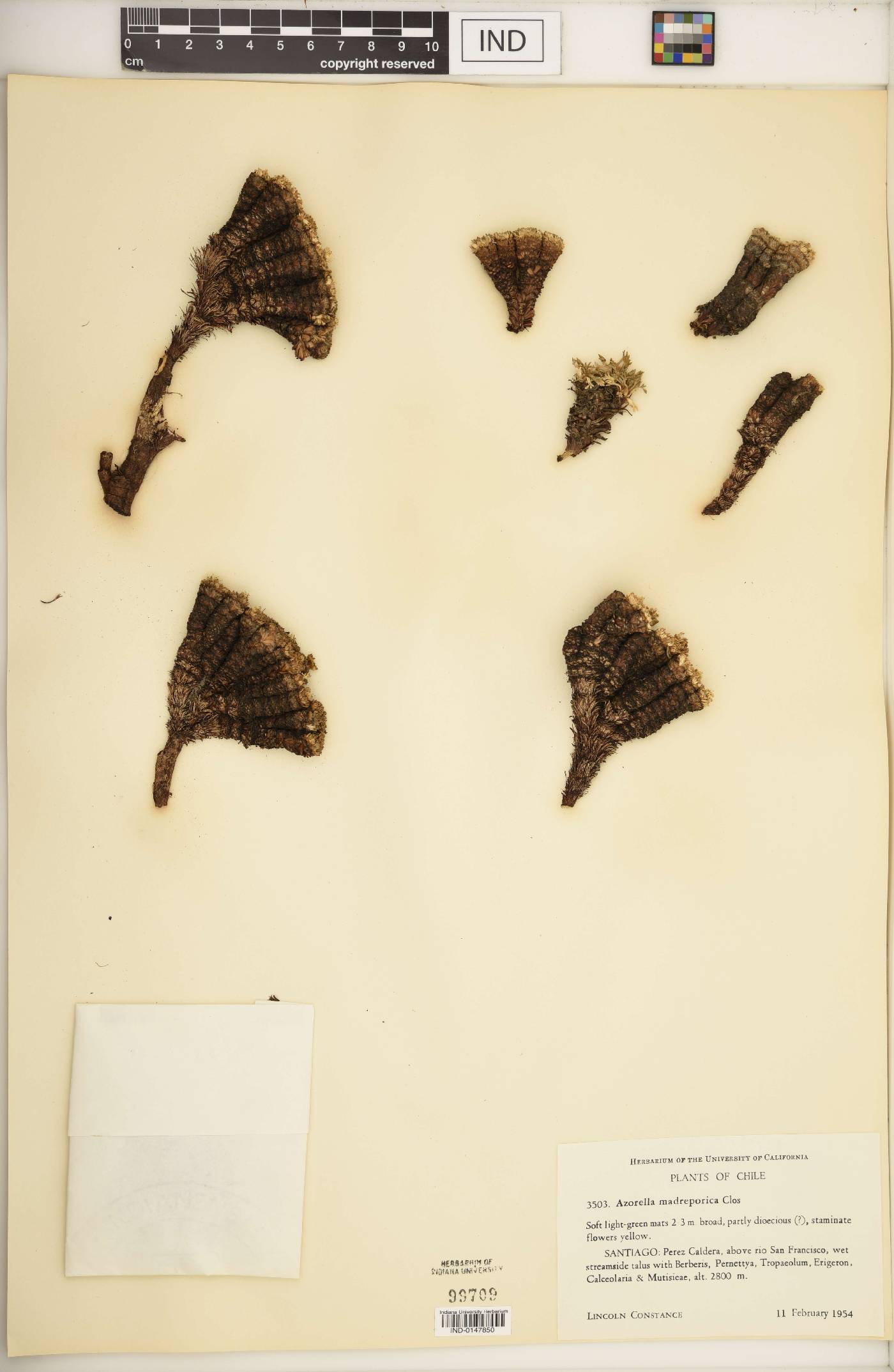 Azorella madreporica image