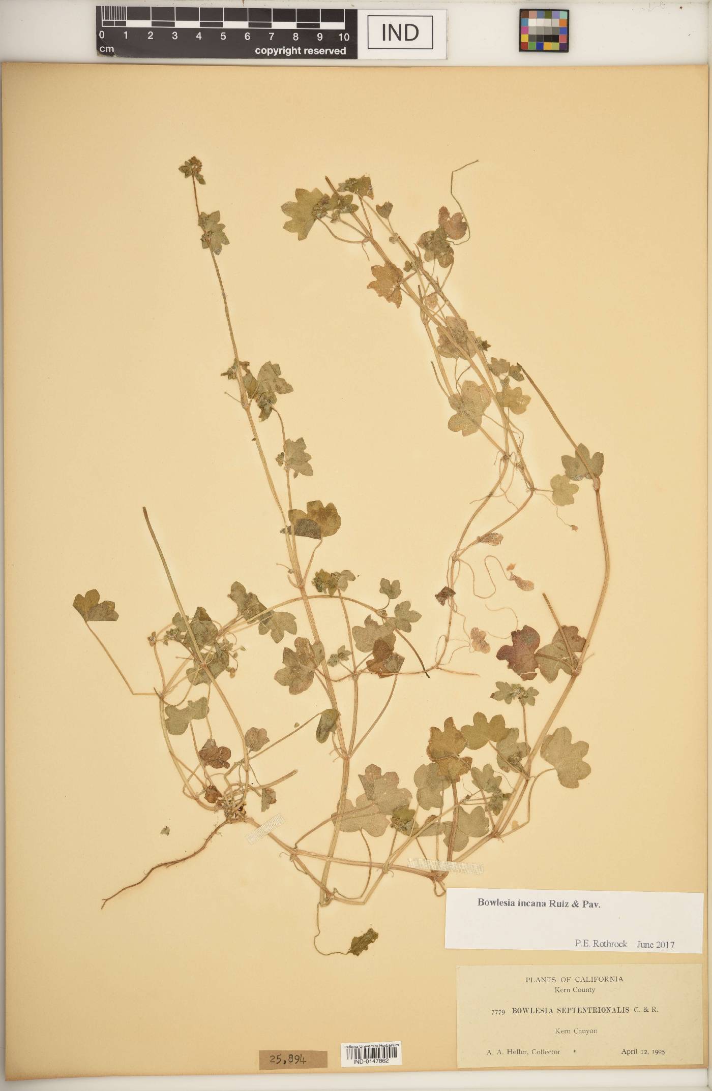Bowlesia tropaeolifolia image
