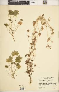 Bowlesia tropaeolifolia image