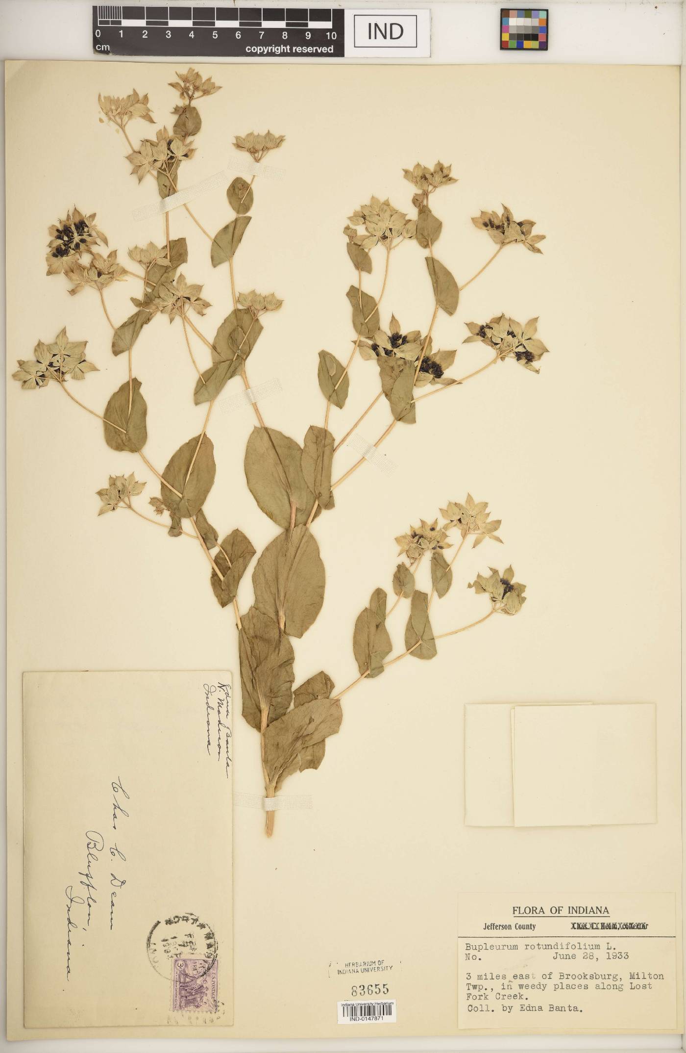 Bupleurum rotundifolium image
