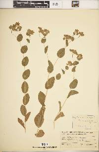 Bupleurum rotundifolium image