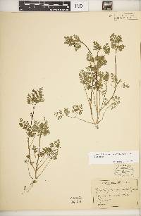 Chaerophyllum procumbens image